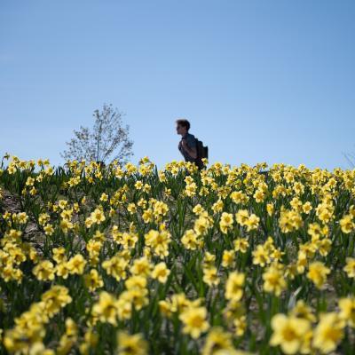 A student walks among hundreds of daffodils